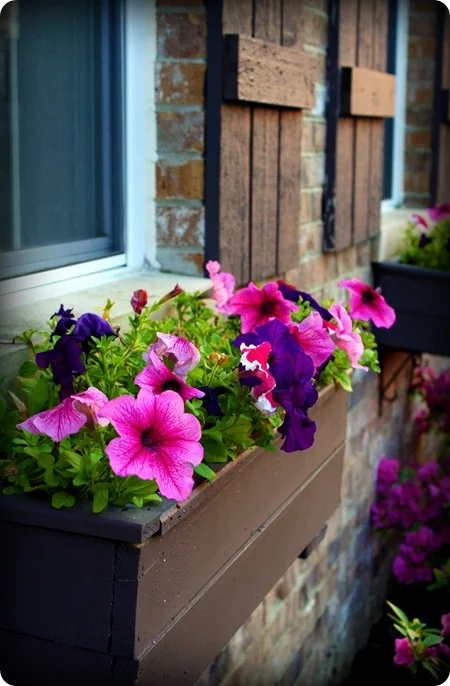brown window boxes