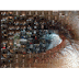 MozoDojo - Photo Mosaic Builder