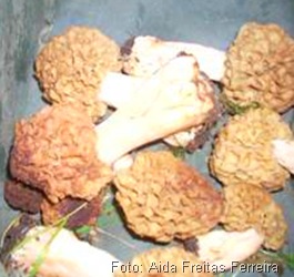 As belforadinhas são cogumelos que apenas frutificam na Primavera. Podem ser encontradas em devessas junto aos ribeiros pois adoram solos húmidos e ricos em húmus.