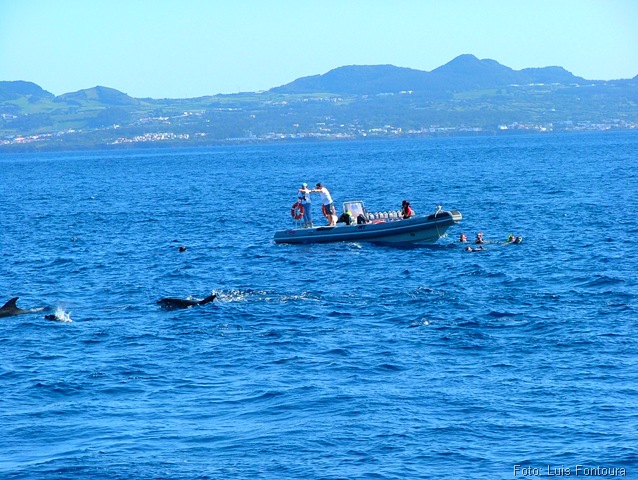 [foto 2 - Açores - nadando com golfinhos[9].jpg]