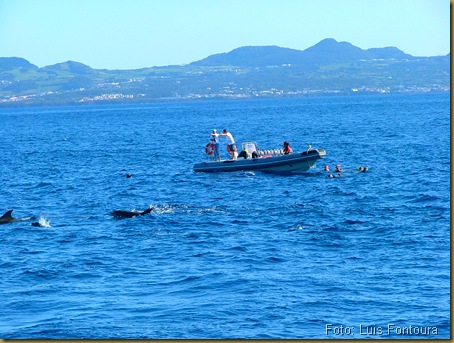 foto 2 - Açores - nadando com golfinhos