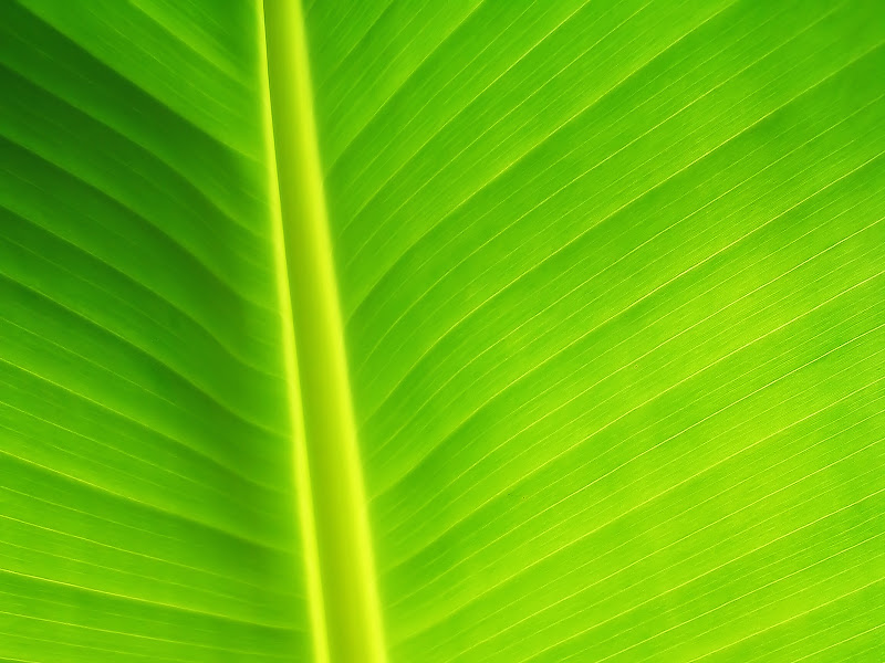 Windows Vista desktop wallpapers-Windows Vista desktop wallpapers