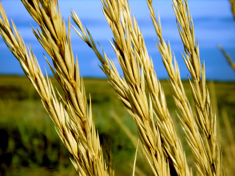 Windows Vista desktop wallpapers-Windows Vista desktop wallpapers