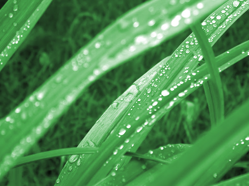 Windows Vista desktop wallpapers-Windows Vista desktop wallpapers