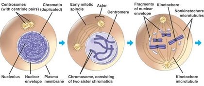 Reproduksi Sel (2) : Amitosis dan Mitosis (plus video animasi)