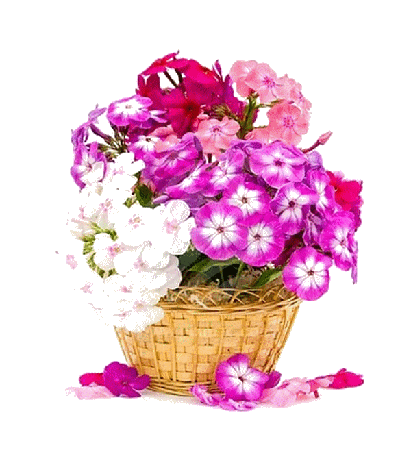 bouquet-of-phloxes-on-a-white-background