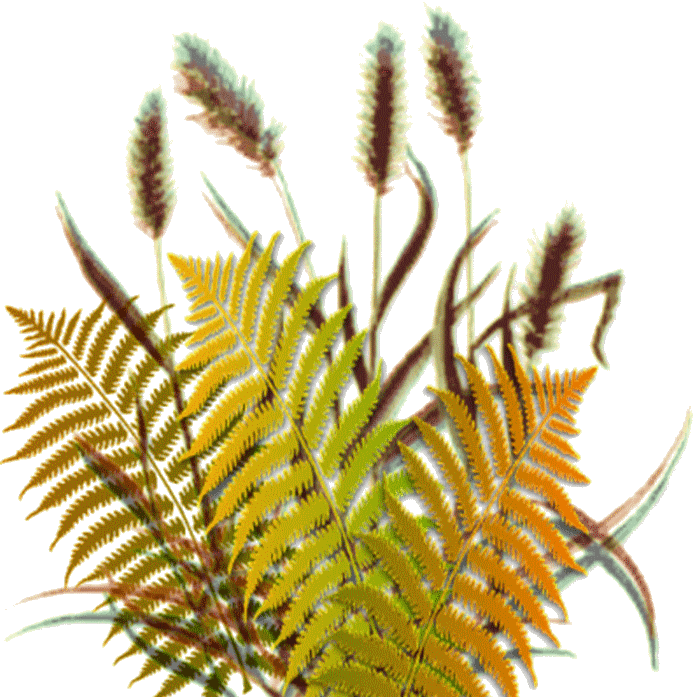 939165fleurtiram258%5B1%5D.png