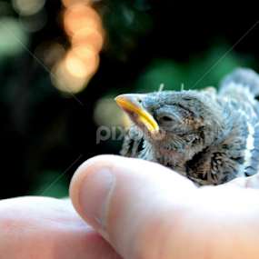 by Candy (Ellison) Downs - Animals Birds