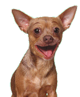 MAX%20GIFS.png