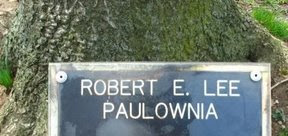 Robert E Lee paulownia