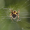 Brown sailor spider