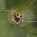 Brown sailor spider