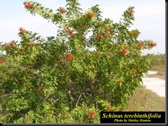 Schinus_terebinthifolia10