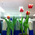 Tulips in the office