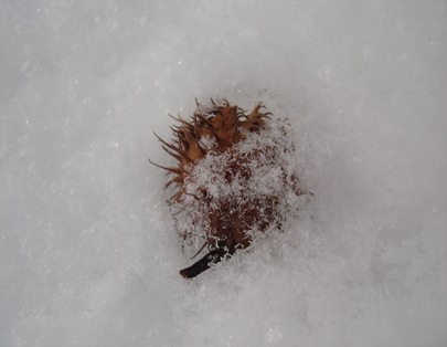Buchnüsschen im Schnee