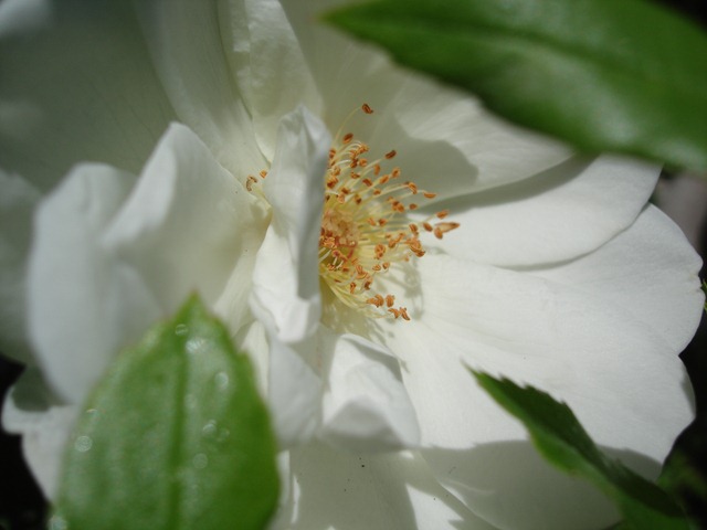 [White Rose[4].jpg]