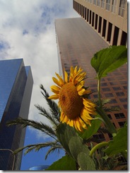 los-angeles-skyscrapers_thumb%5B1%5D.jpg