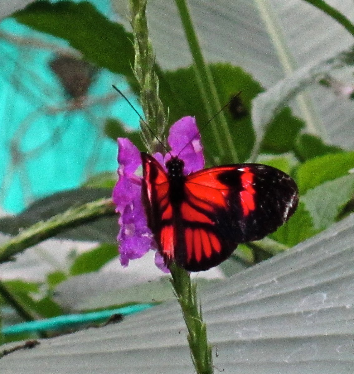 A type of heliconius butterfly