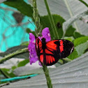 A type of heliconius butterfly