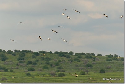 Birds near Jordan River north of Sea of Galilee, tb032807101