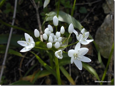 Star of Bethlehem at Nahal Iyon, tb040400870