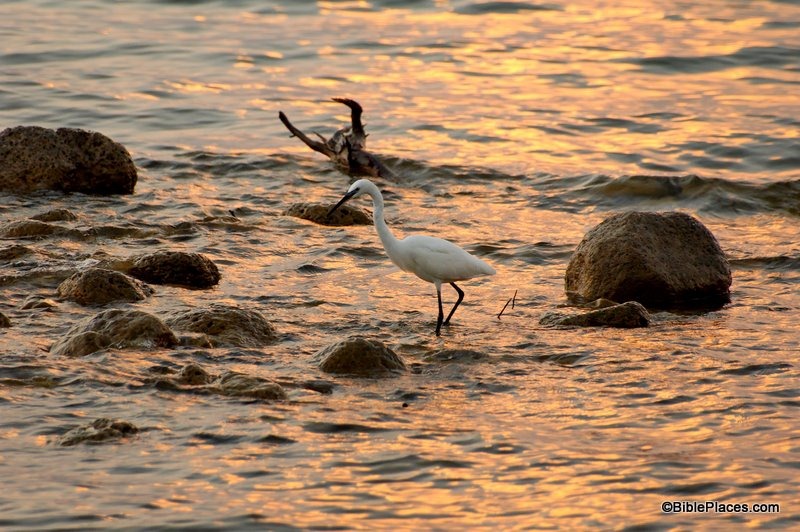 [White bird on shore of Sea of Galilee at En Gev, tb102904603ddd[3].jpg]