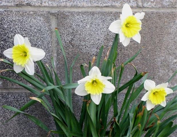 [daffodils[5].jpg]