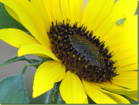Sunflower 010
