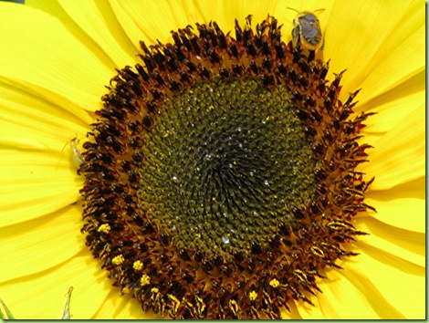 Sunflower 009