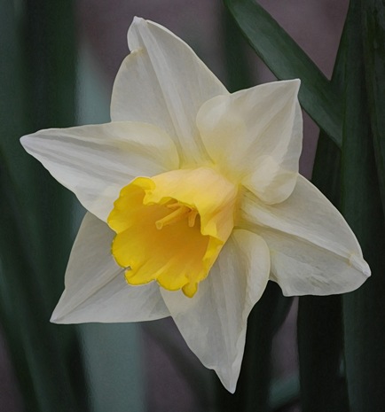 daffodil dry brush