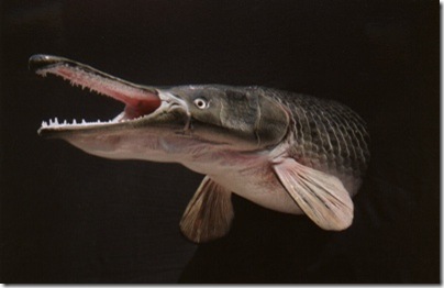 alligator-gar-tm_thumb%5B1%5D.jpg