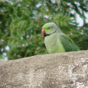 Rose-ringed Parrot