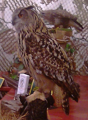 [An owl in Skipton[3].jpg]