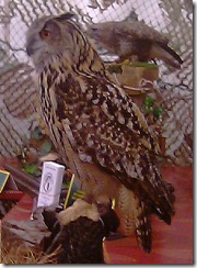 An owl in Skipton