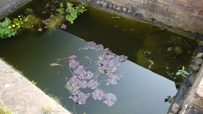 Yukky Pond
