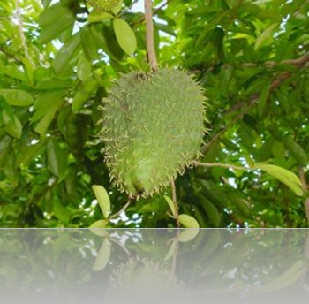 durian belanda. graviola, soursop