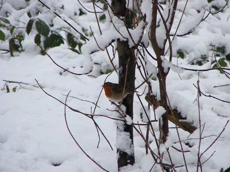 Snow%20Robin.JPG