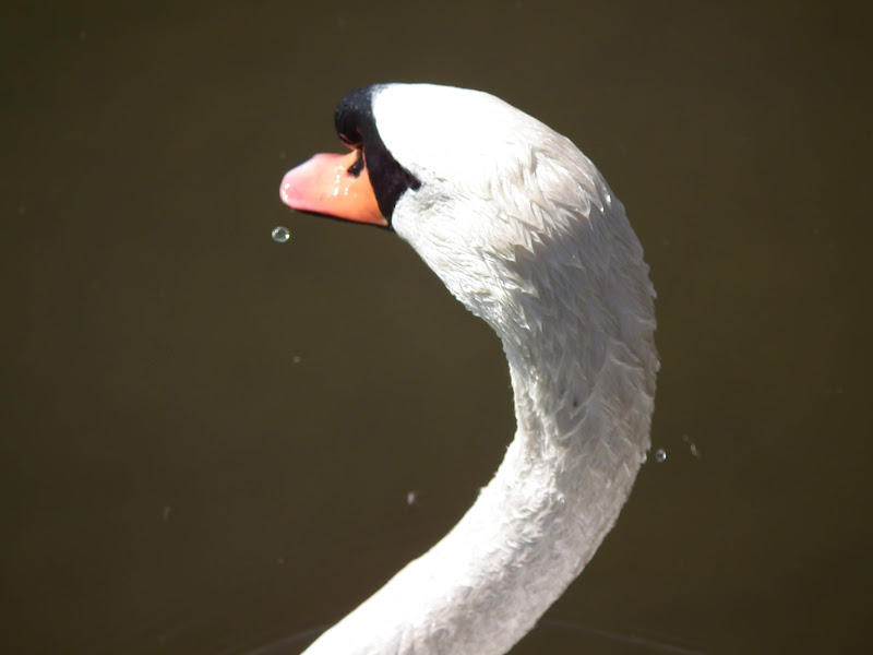 Swan%20and%20Drop%20of%20Water%20429.JPG