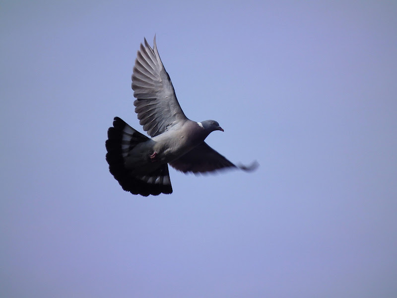 Wood%20Pigeon%20in%20Flight%20636.jpg