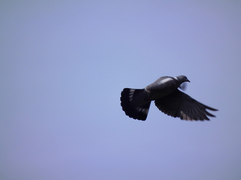 Wood%20Pigeon%20in%20Flight%20638.jpg