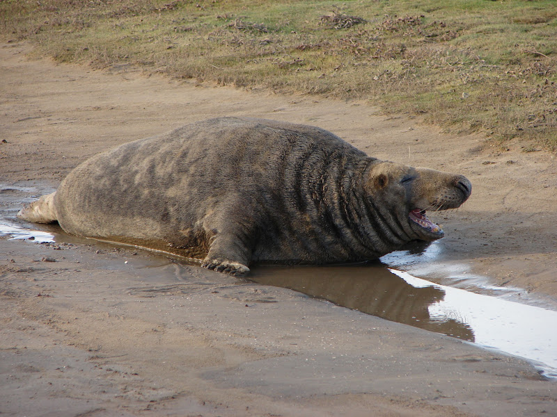 Grey%20Seals%20%2041.JPG