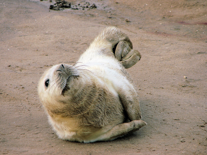 Grey%20Seals%20%2095.JPG