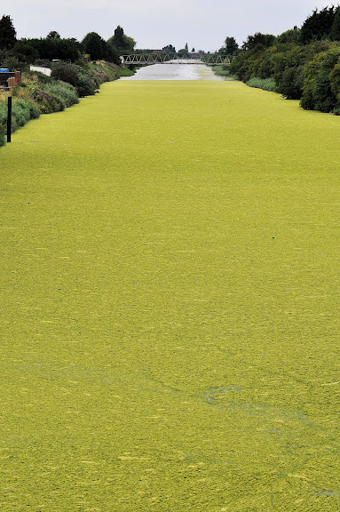 Green%20and%20Flat%203.jpg