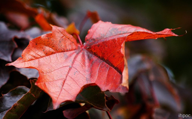 [maple leaf in the fall copy[2].jpg]