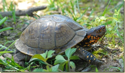 arkie tortoise