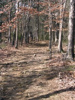 Typical view of the trail in flat areas.