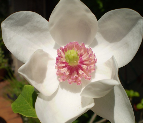 [magnolia 005[3].jpg]