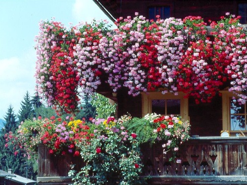 [Balcón florido en Alpbach, Tirol, Austria[4].jpg]