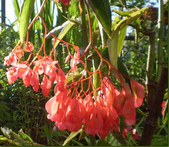 EL JARDINERO URBANO: Begonias arbustivas