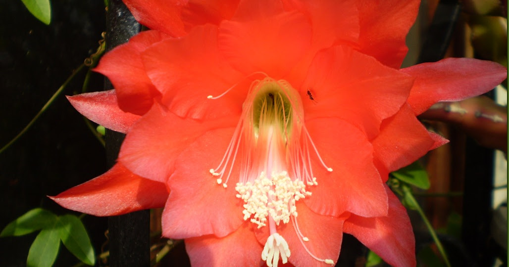 EL JARDINERO URBANO: Epiphyllum hybrid, Cactus Orquídea, Pluma de Santa  Teresa